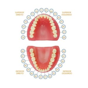 Dente 37.5 Classe I 2129 - Prodens