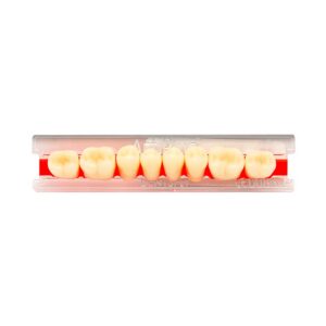 Dente ArtiPlus Posterior Superior O36 D3 - Dentsply