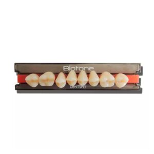 Dente Biotone Posterior Superior 32M C3 - Dentsply Sirona
