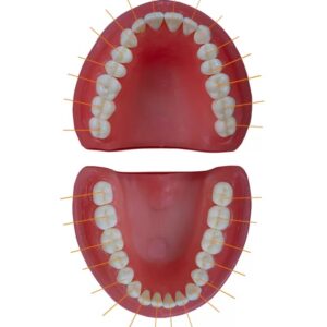 Dente Materias Avulso 15 - Prodens