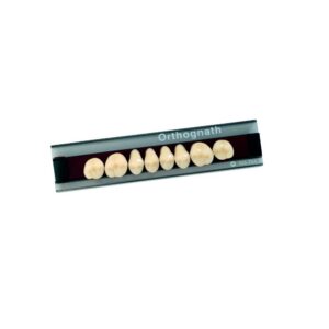 Dente Orthognath Posterior Superior O30 B2 - Kulzer